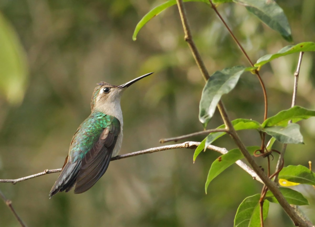 Wedge-tailed Sabrewing - Ian Davies
