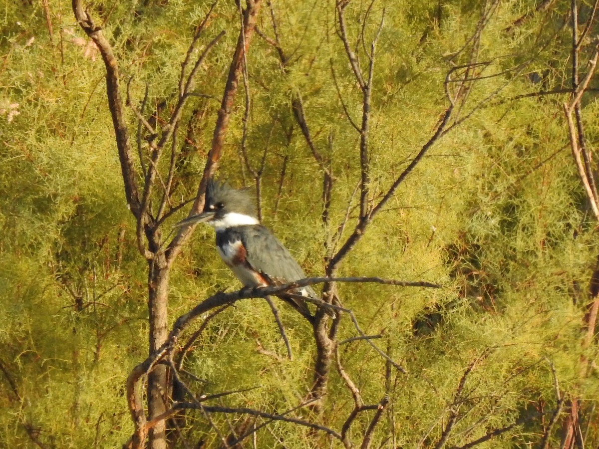 Belted Kingfisher - Marc Shlossman