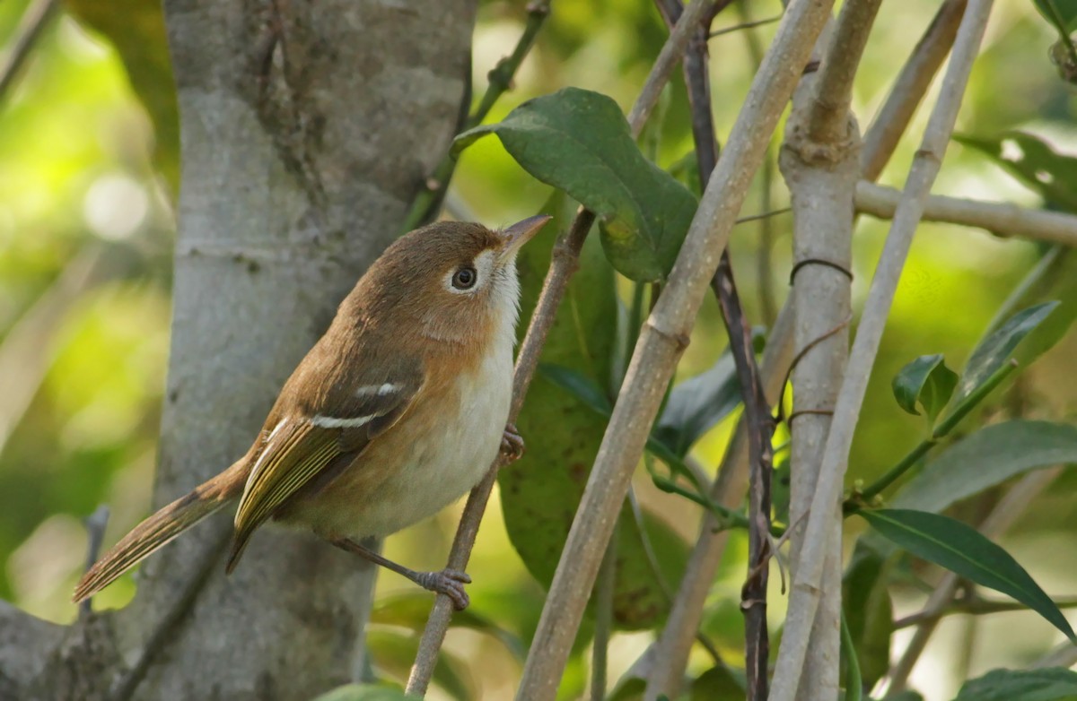 Cozumel Vireo - Ian Davies