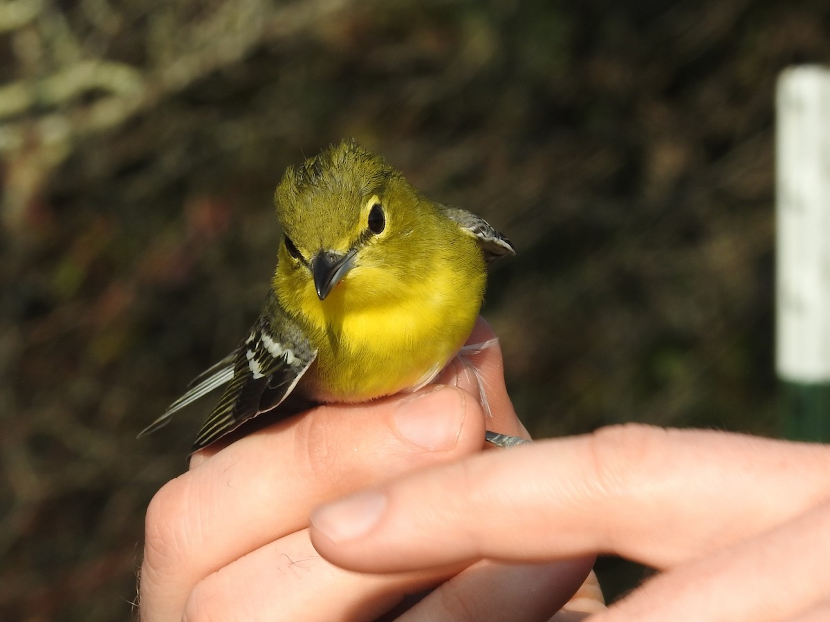 Vireo Gorjiamarillo - ML268478971