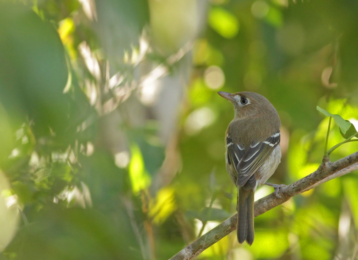 Cozumel Vireo - Ian Davies