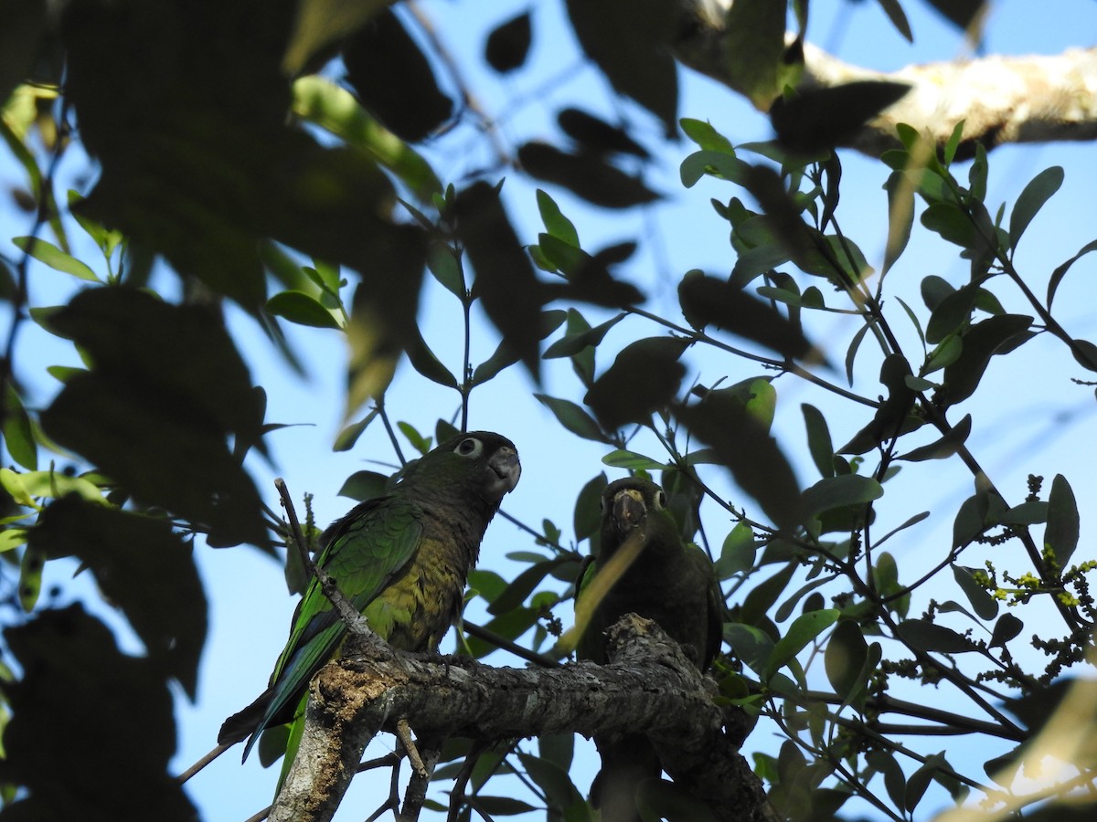 Olive-throated Parakeet - Colin Smith