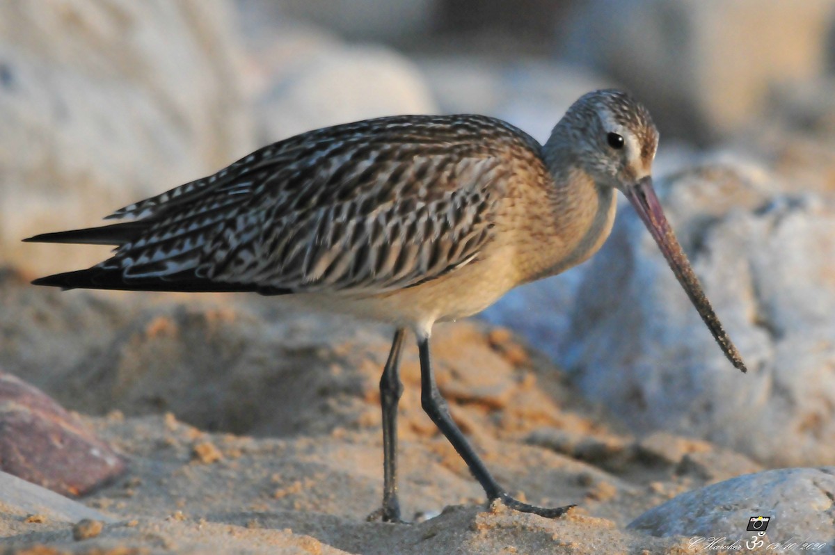 Bar-tailed Godwit - ML268480001