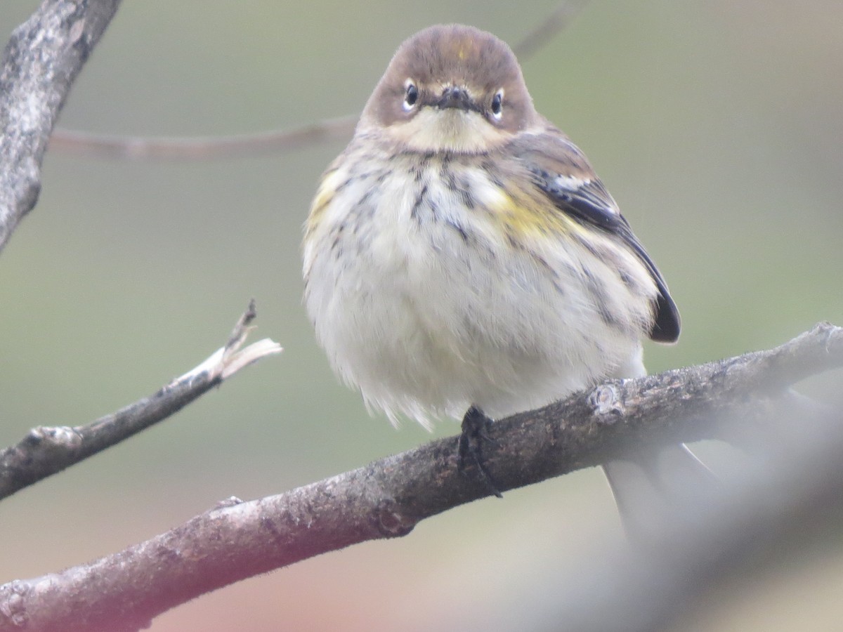 Yellow-rumped Warbler (Myrtle) - ML268480831