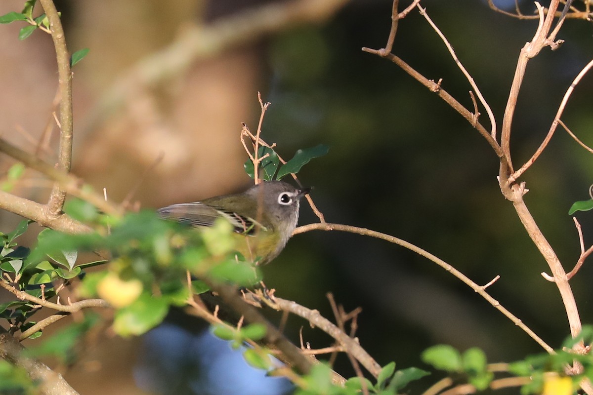 Blue-headed Vireo - ML268481391