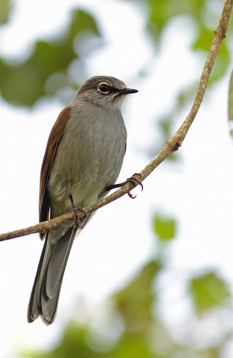 Brown-backed Solitaire - ML26848141