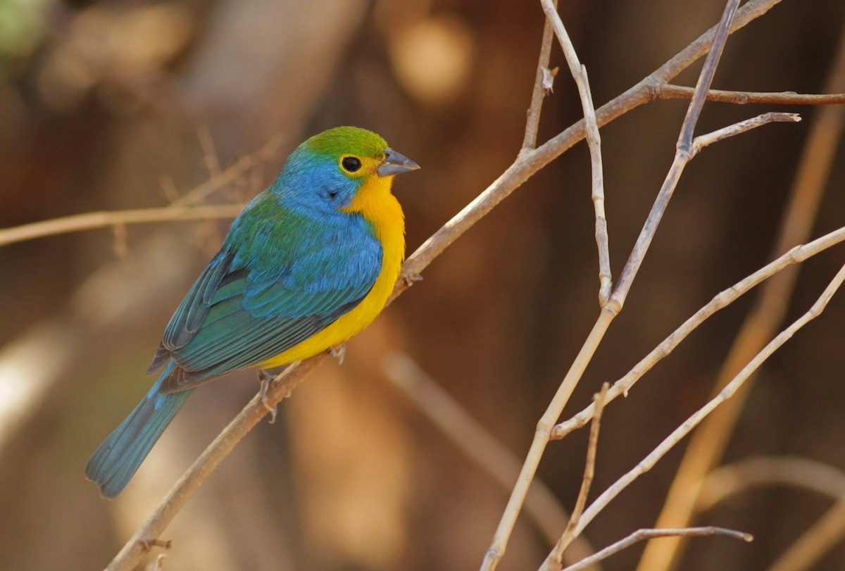 Orange-breasted Bunting - ML26848211