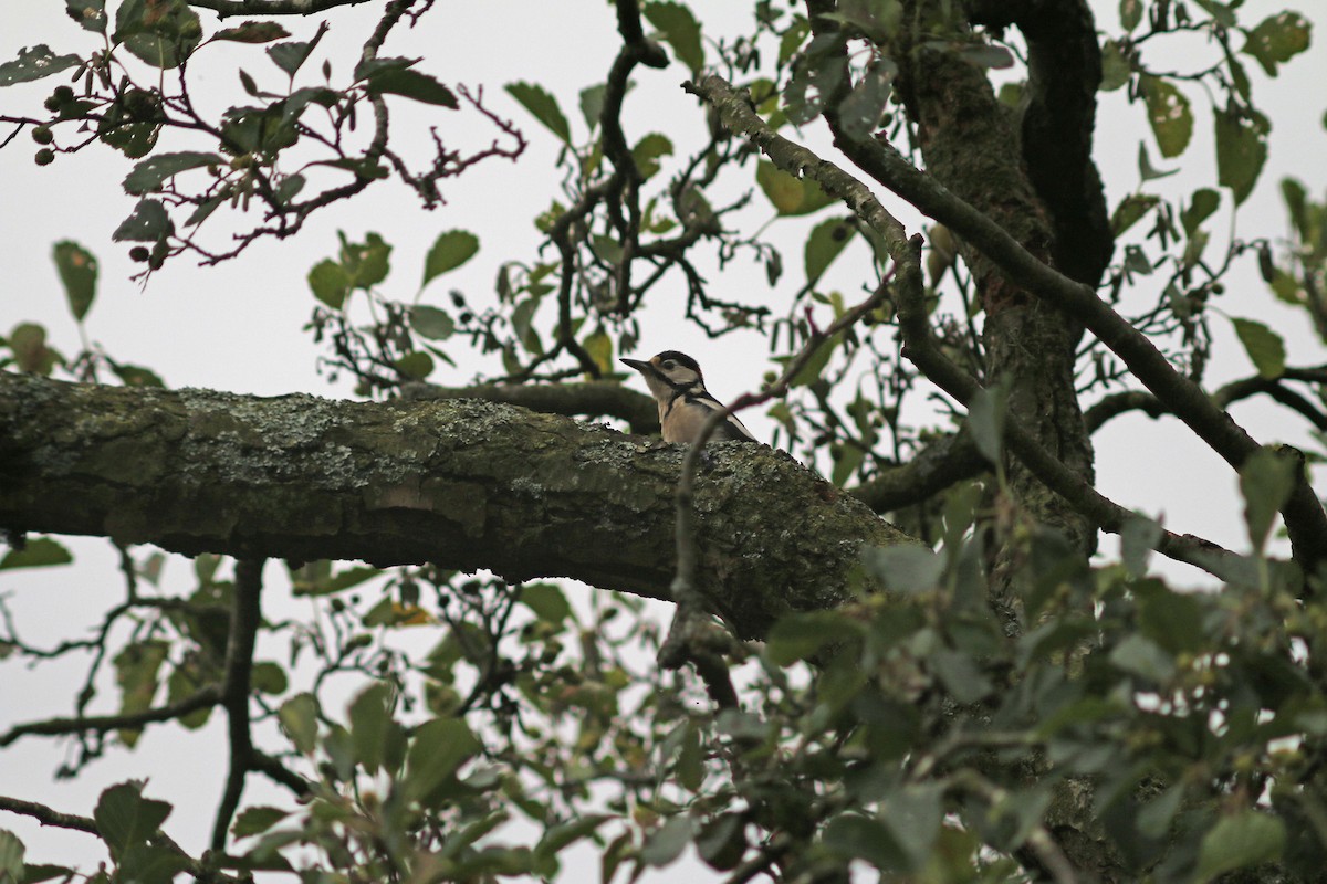 Great Spotted Woodpecker - ML268483041