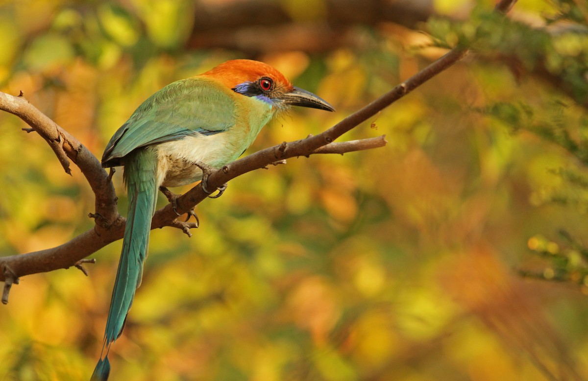 Russet-crowned Motmot - ML26848341