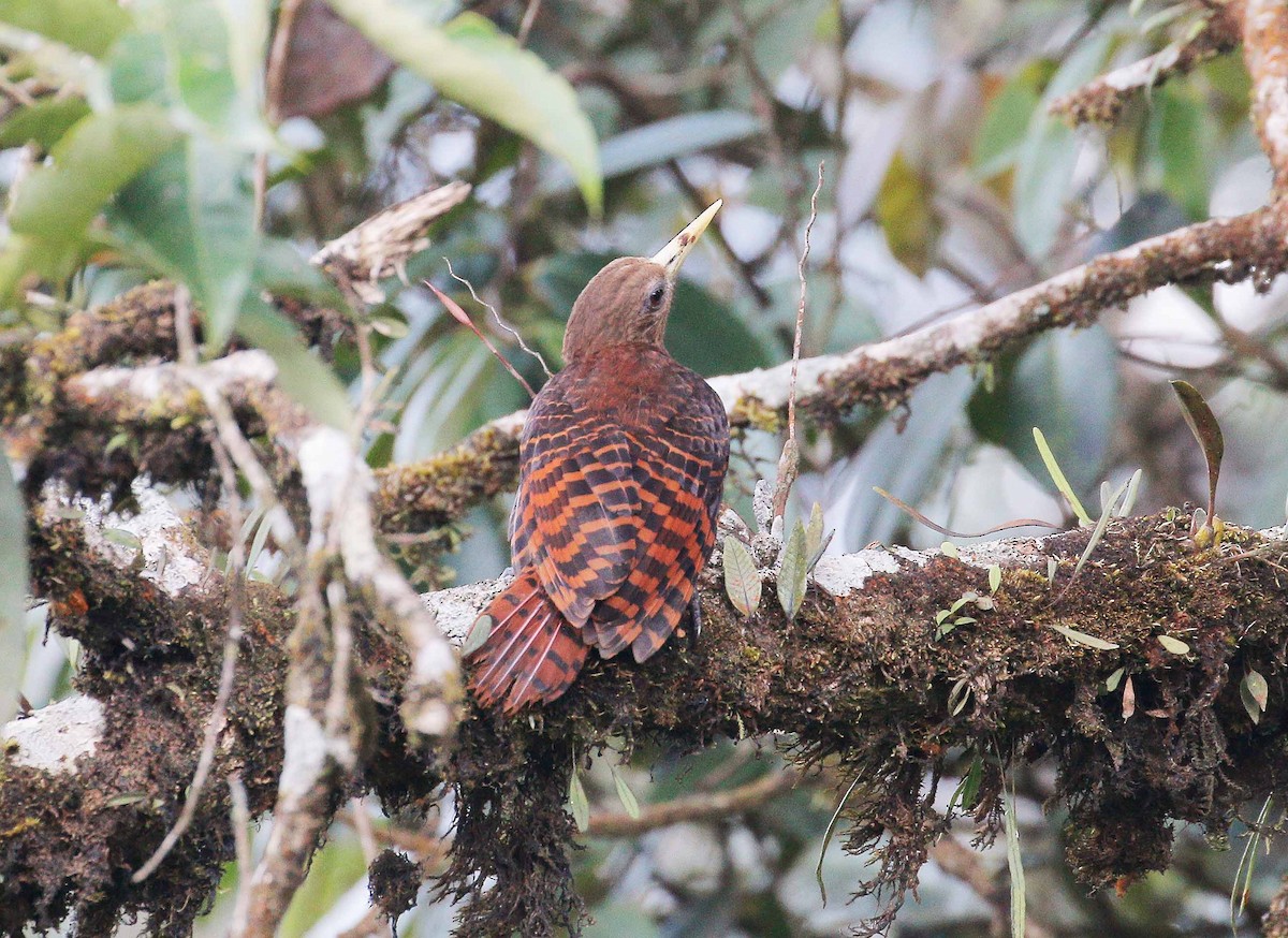 Bay Woodpecker - Neoh Hor Kee