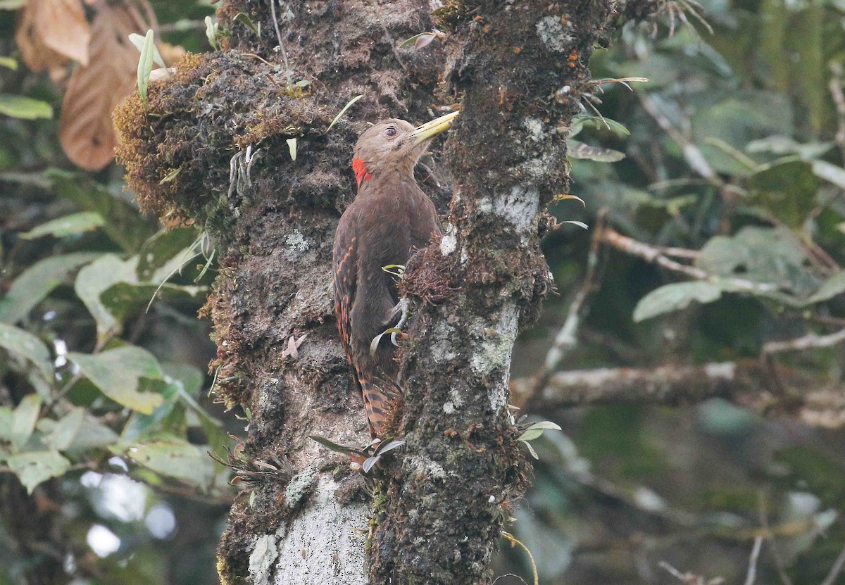 Bay Woodpecker - Neoh Hor Kee