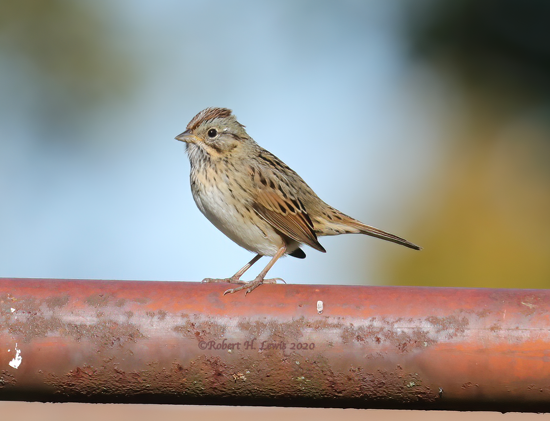 Lincoln's Sparrow - ML268484561