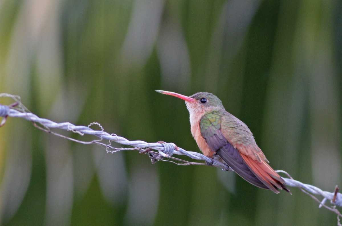 Cinnamon Hummingbird - ML26848581