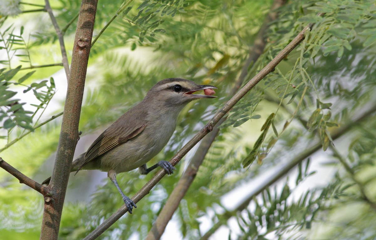 Yucatan Vireo - ML26848611