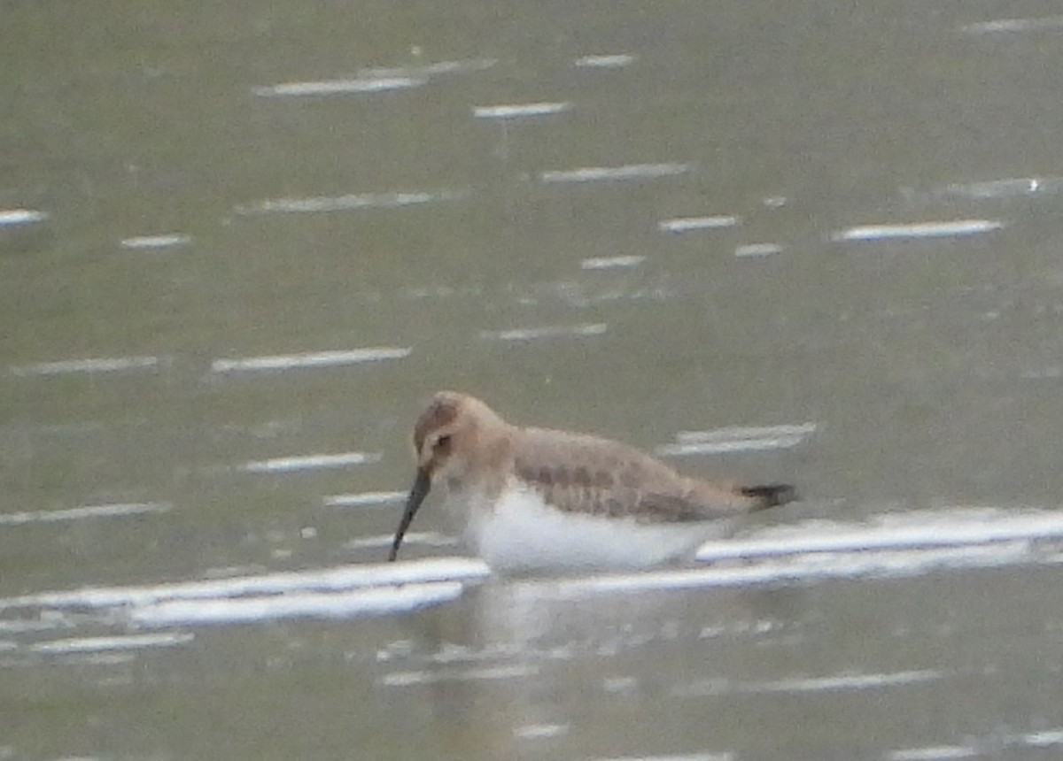 Dunlin - ML268487171