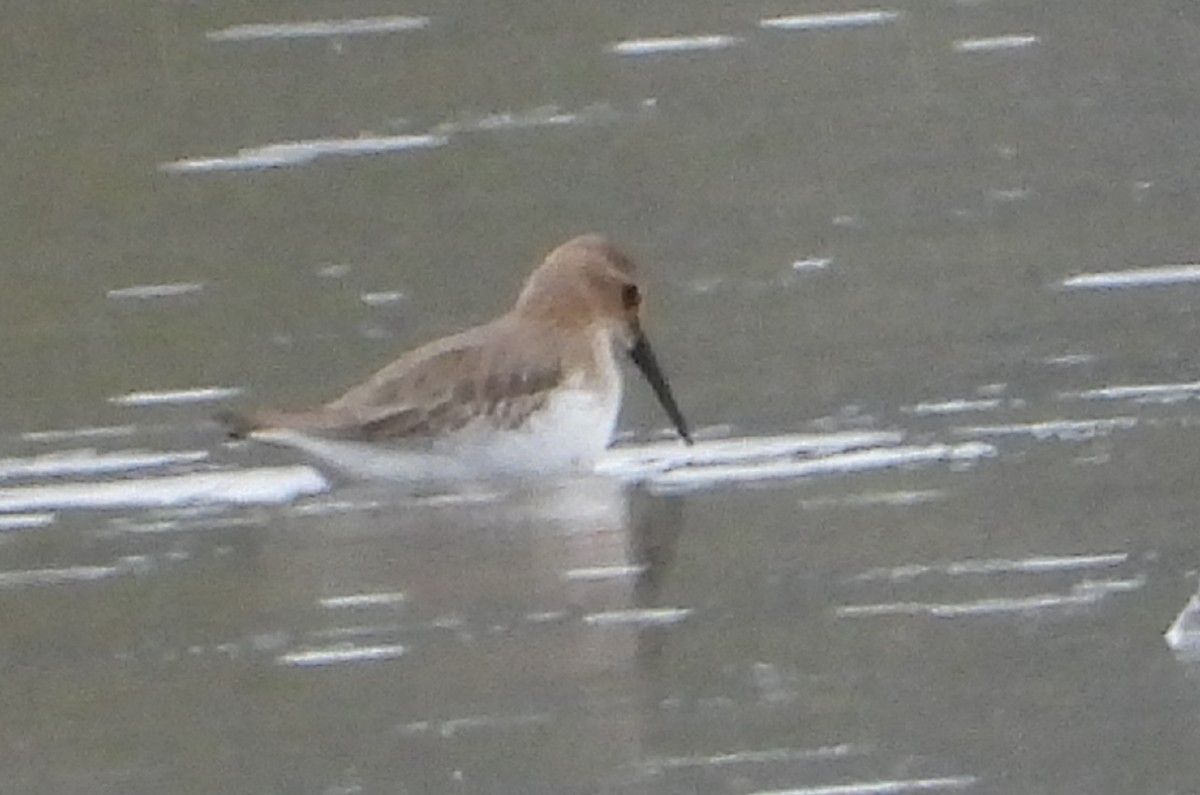 Dunlin - ML268487261