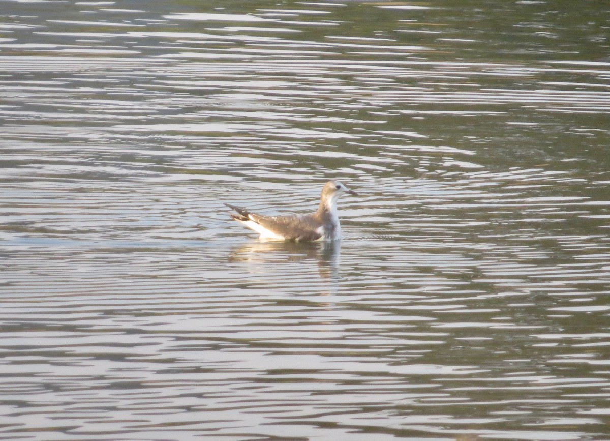 Sabine's Gull - ML268487451