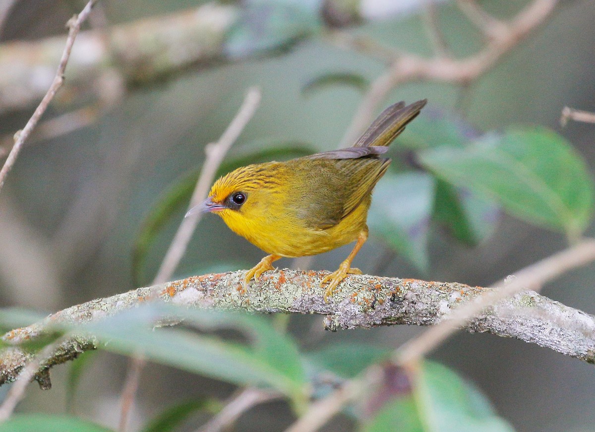 Golden Babbler - ML26848771