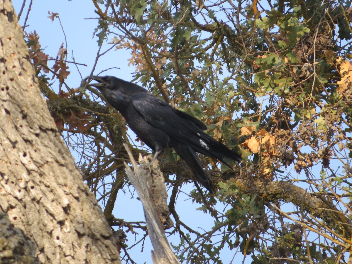 Common Raven - ML268488151