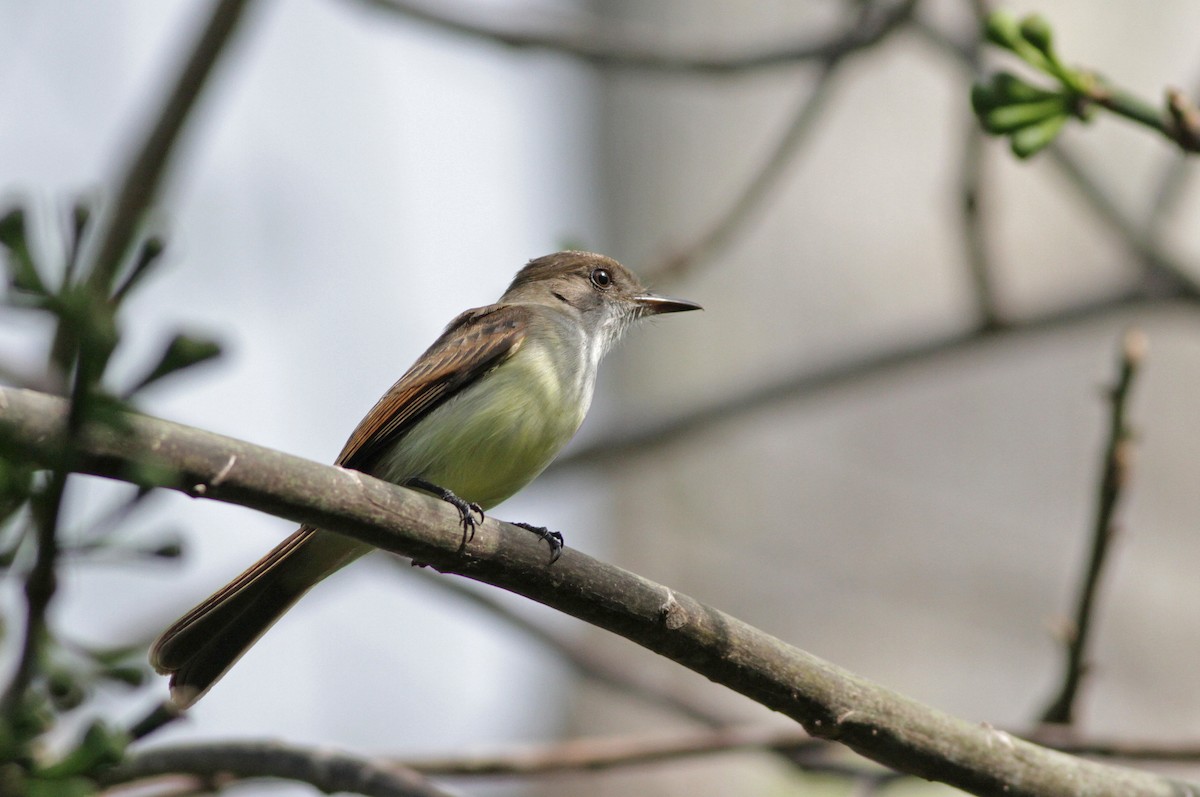 Dusky-capped Flycatcher - ML26848861