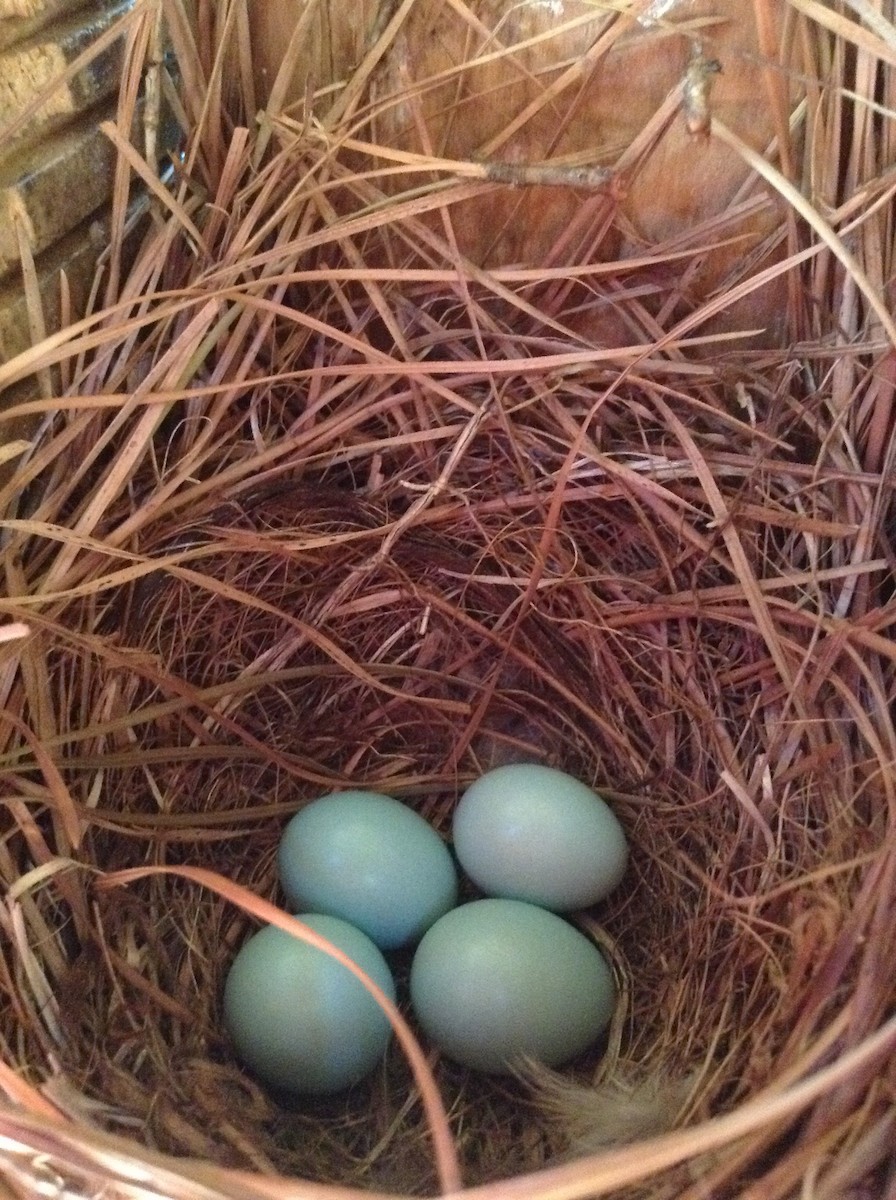 Eastern Bluebird - ML26848871