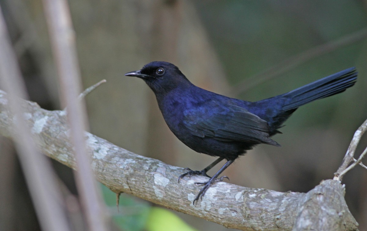 Pájaro Gato Negro - ML26848881