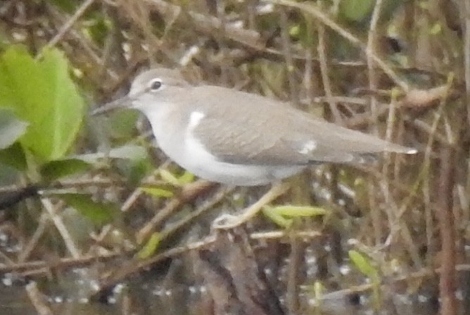 Spotted Sandpiper - Florida Birder