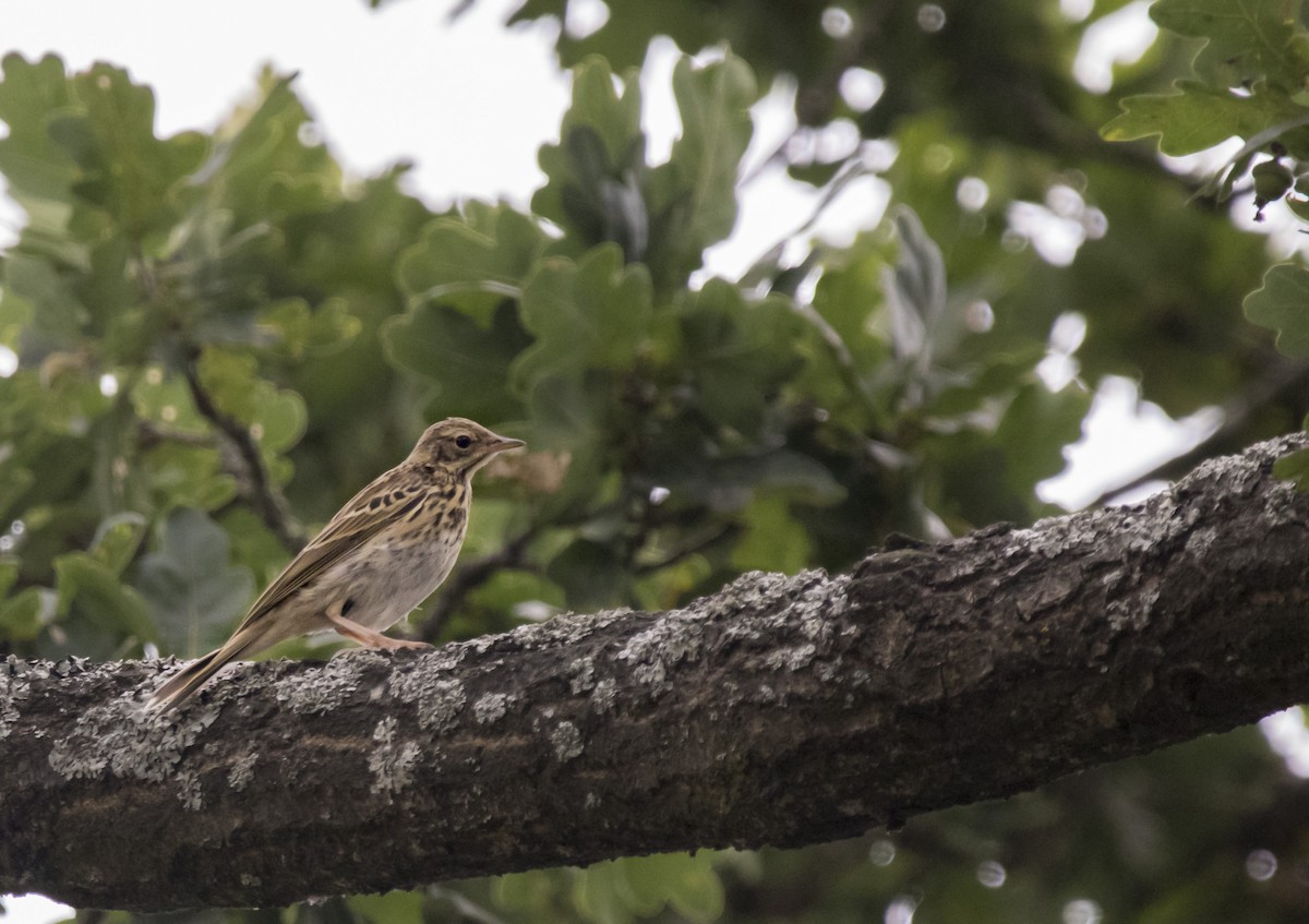 Tree Pipit - ML268489521