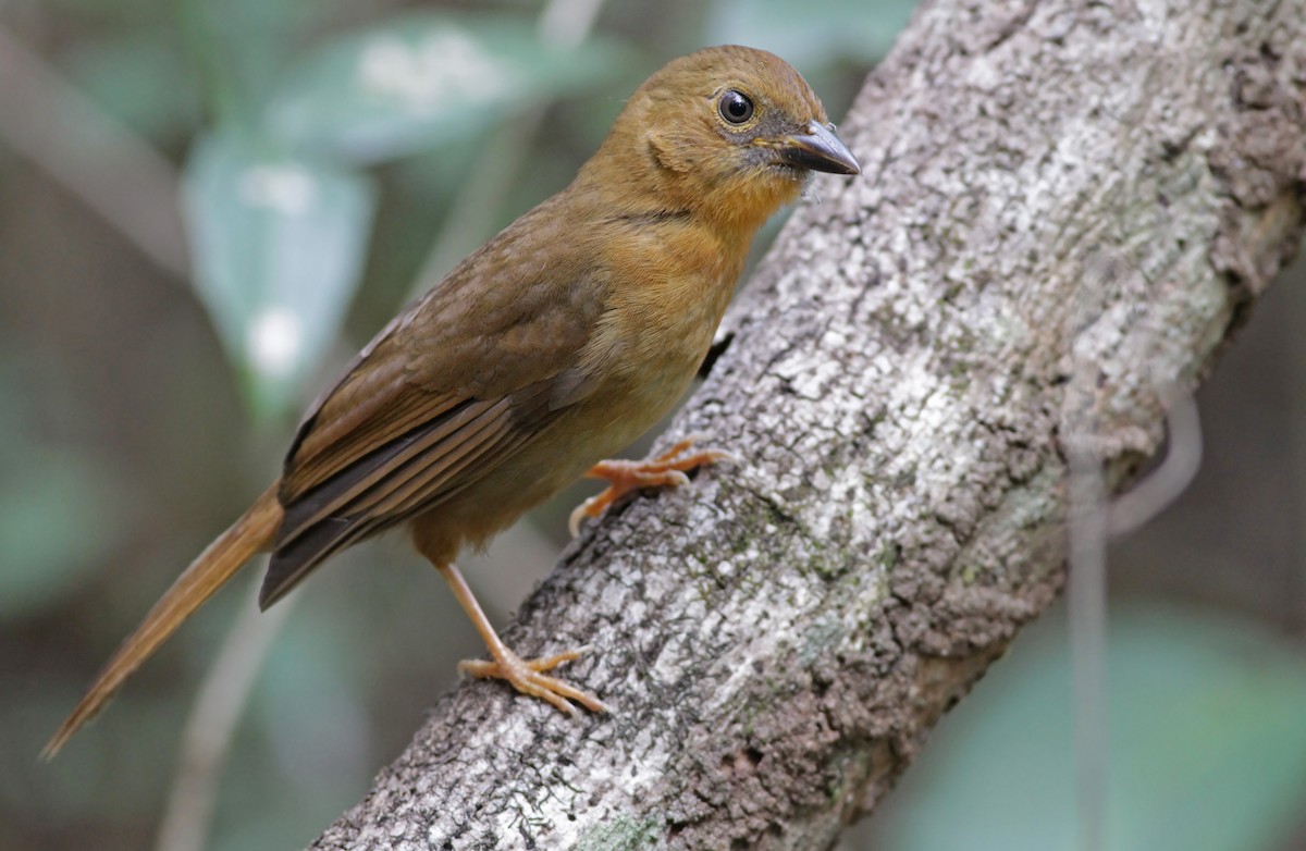 Red-throated Ant-Tanager - ML26848971