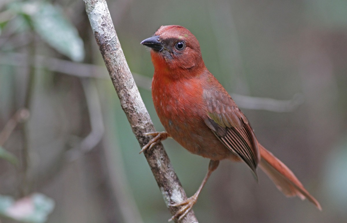 Red-throated Ant-Tanager - ML26848981