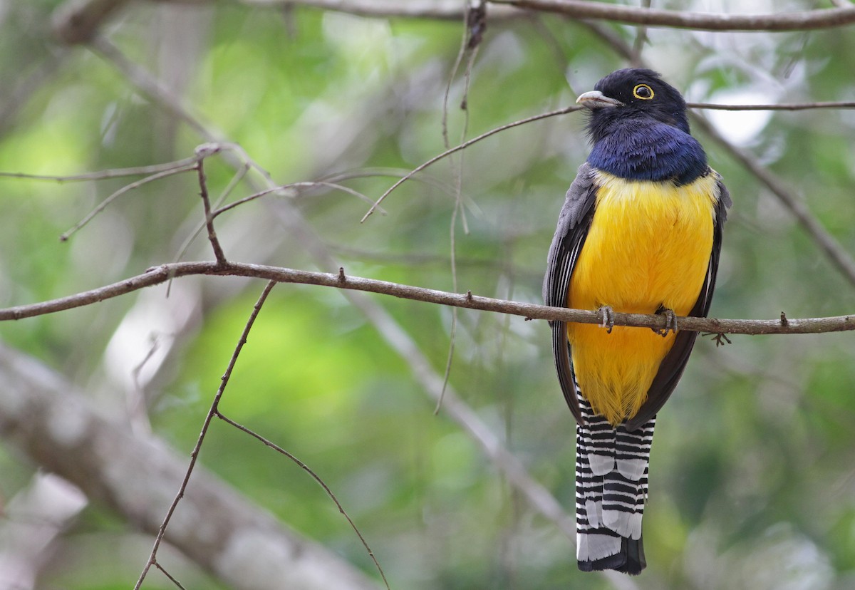 Gartered Violaceous Trogon - Ian Davies