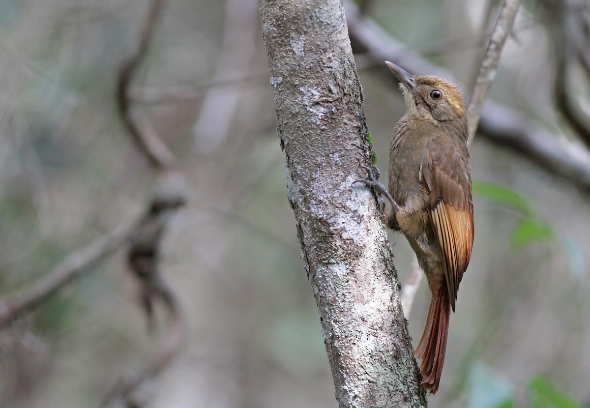 Tawny-winged Woodcreeper - ML26849011