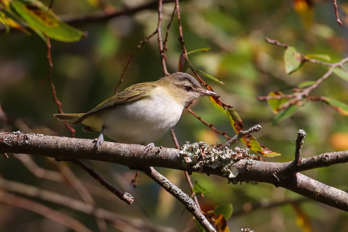 Red-eyed Vireo - ML268490611