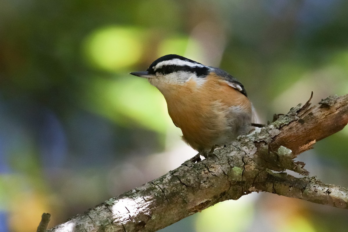Red-breasted Nuthatch - ML268490691