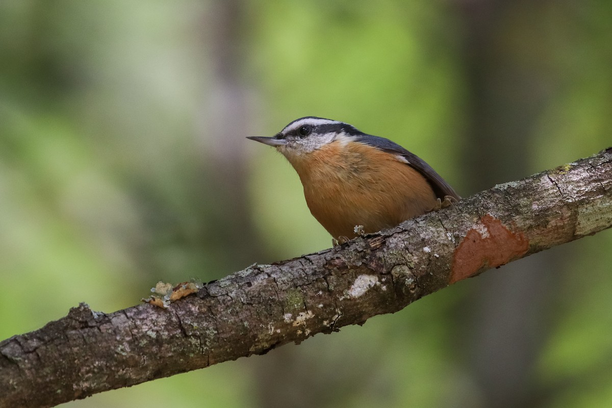 Red-breasted Nuthatch - ML268490741