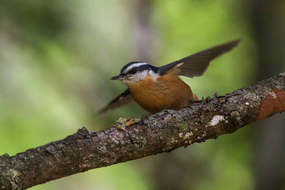 Red-breasted Nuthatch - ML268490751