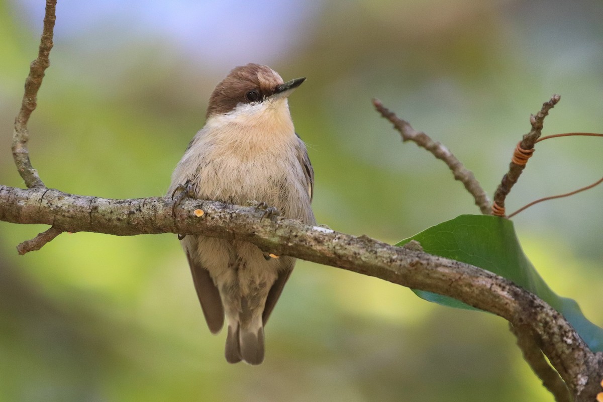 Brown-headed Nuthatch - ML268490881