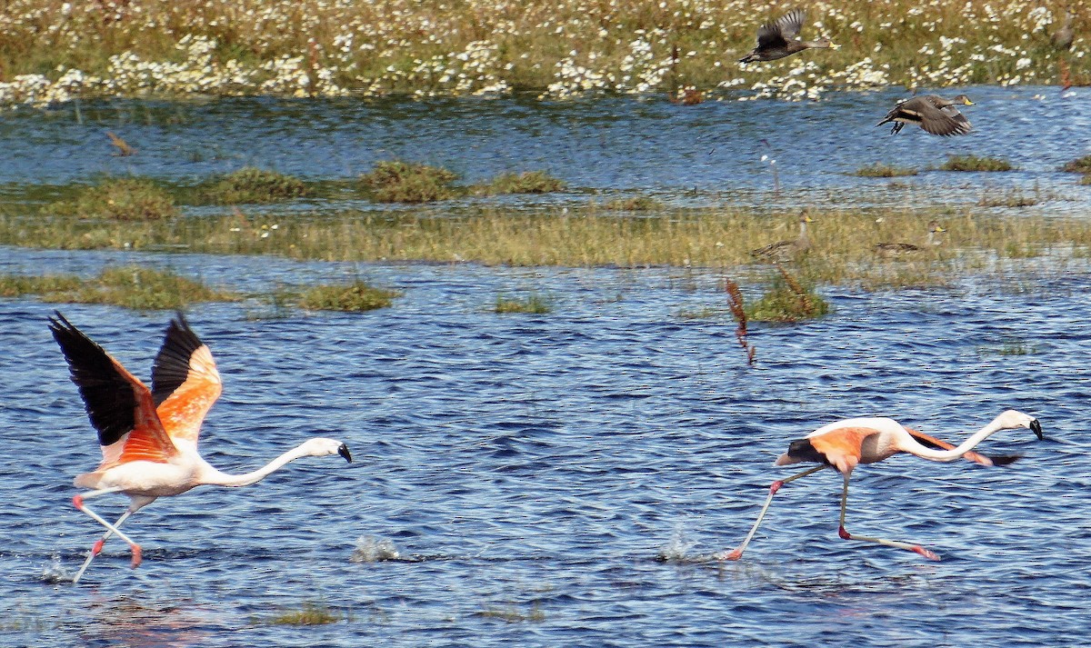 Chilean Flamingo - Joao Freitas