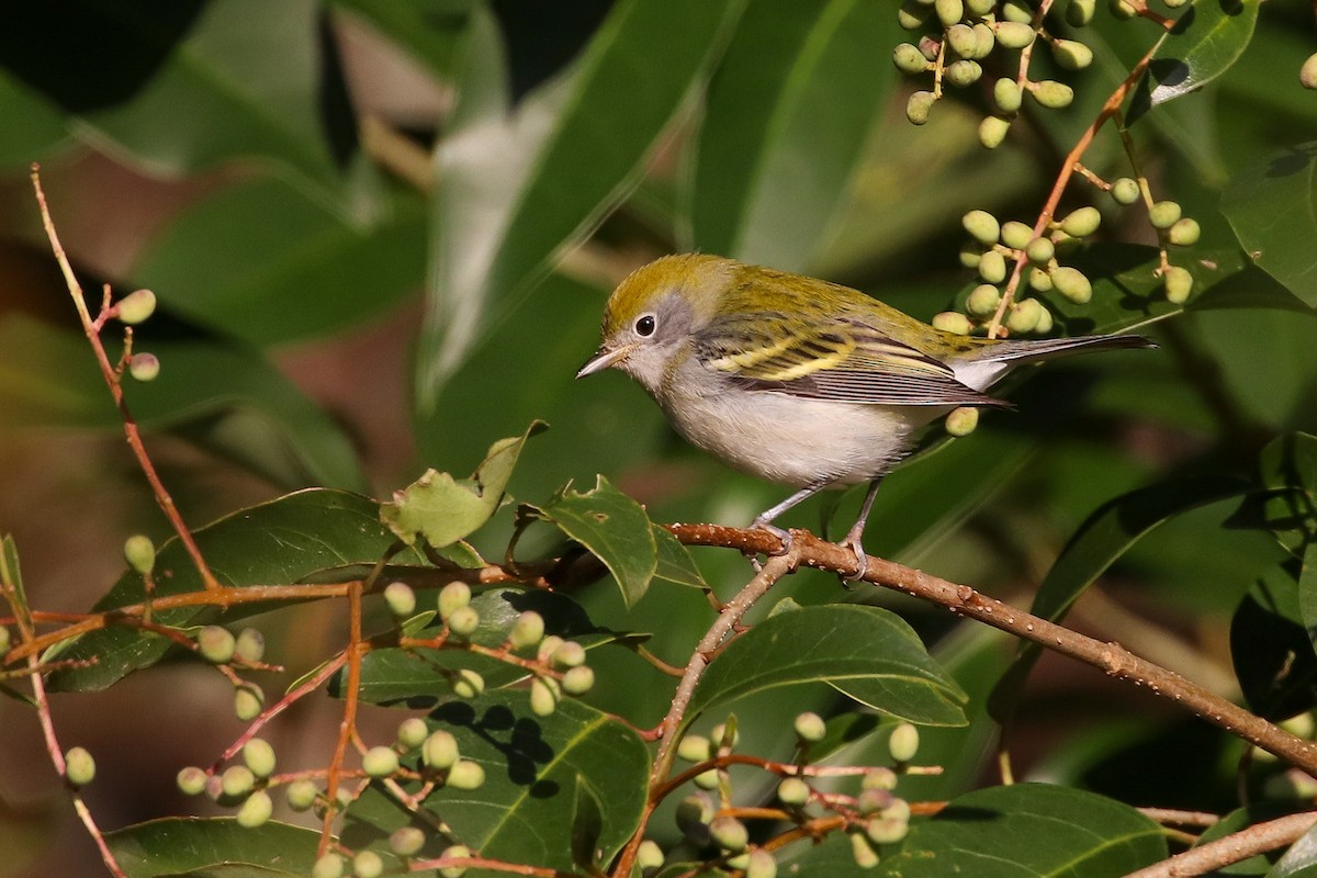 Chestnut-sided Warbler - ML268491151