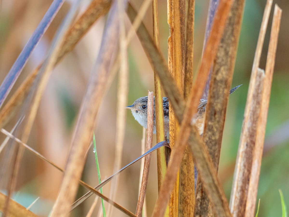 Sedge Wren - Mollee Brown
