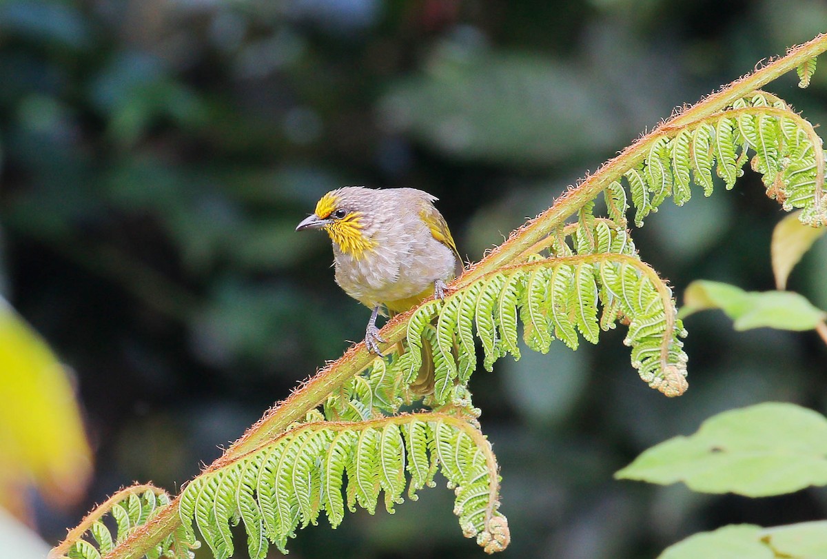 Stripe-throated Bulbul - ML26849291