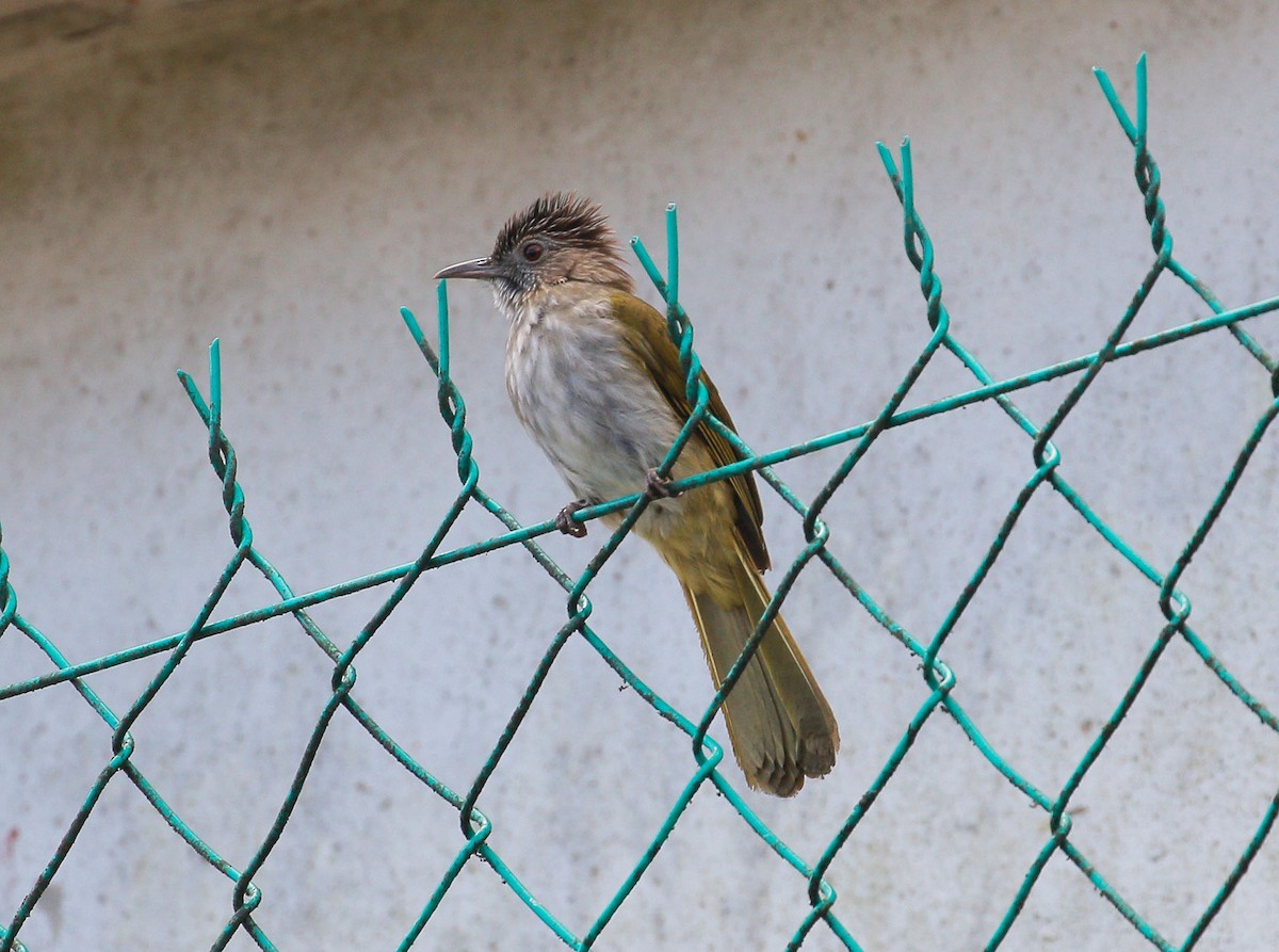 Mountain Bulbul - ML26849301