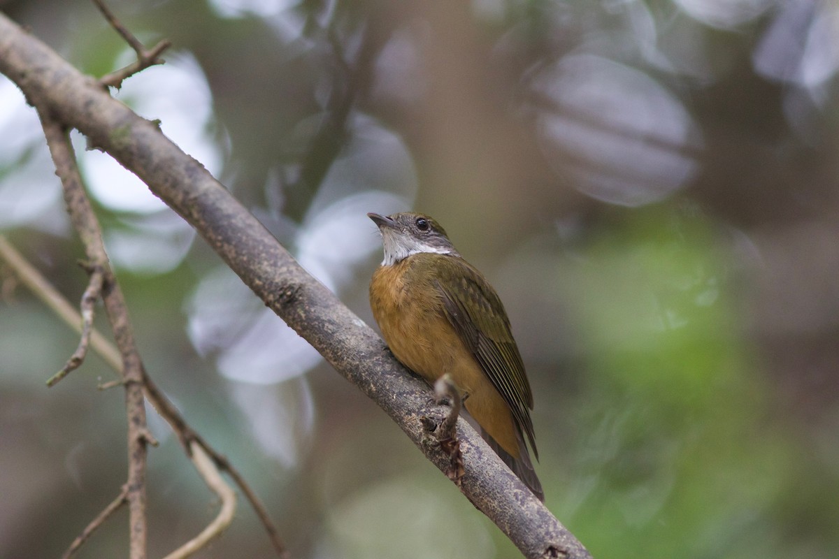 Orange-crowned Manakin - Gabriel Leite