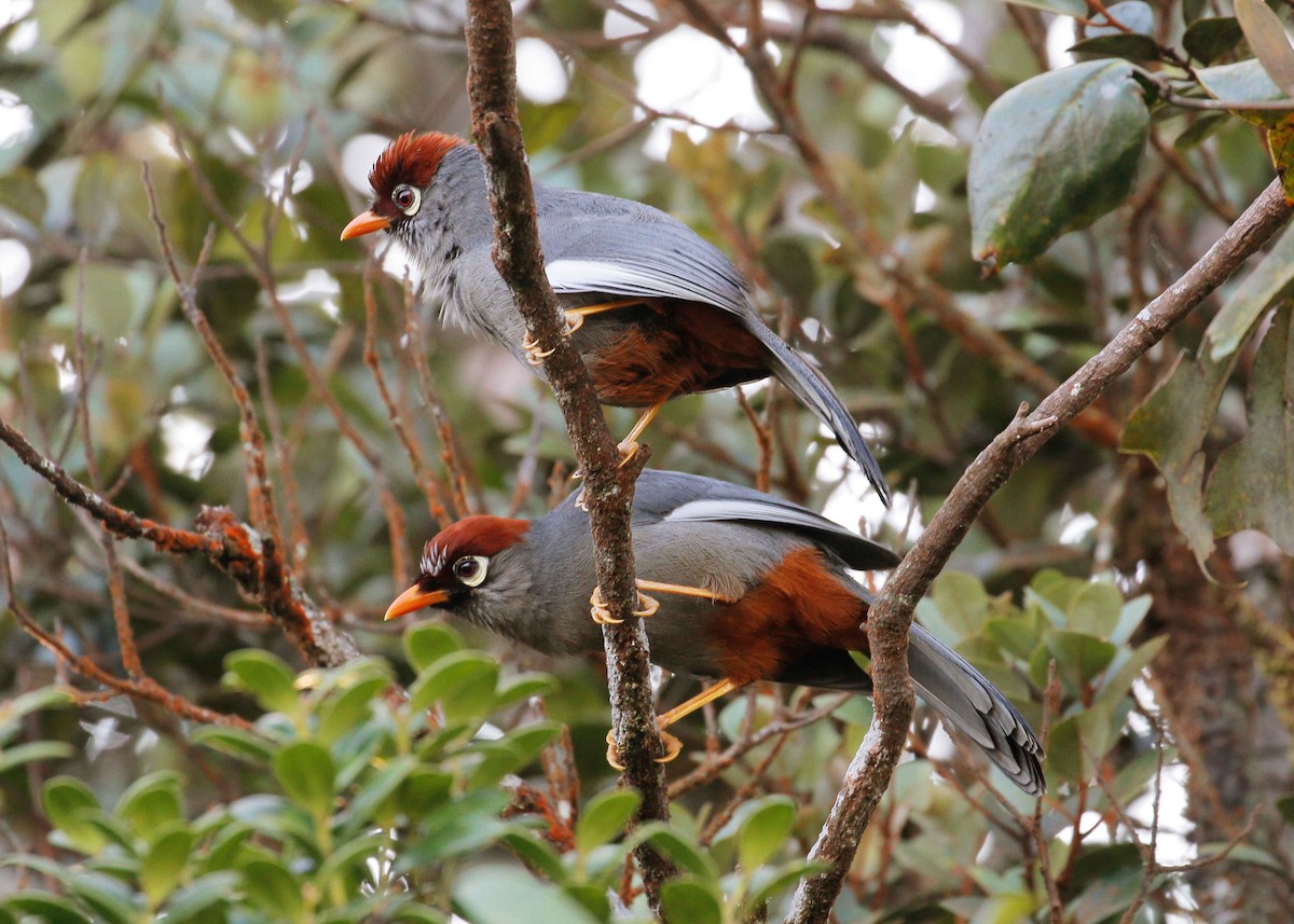 Chestnut-capped Laughingthrush - ML26849411