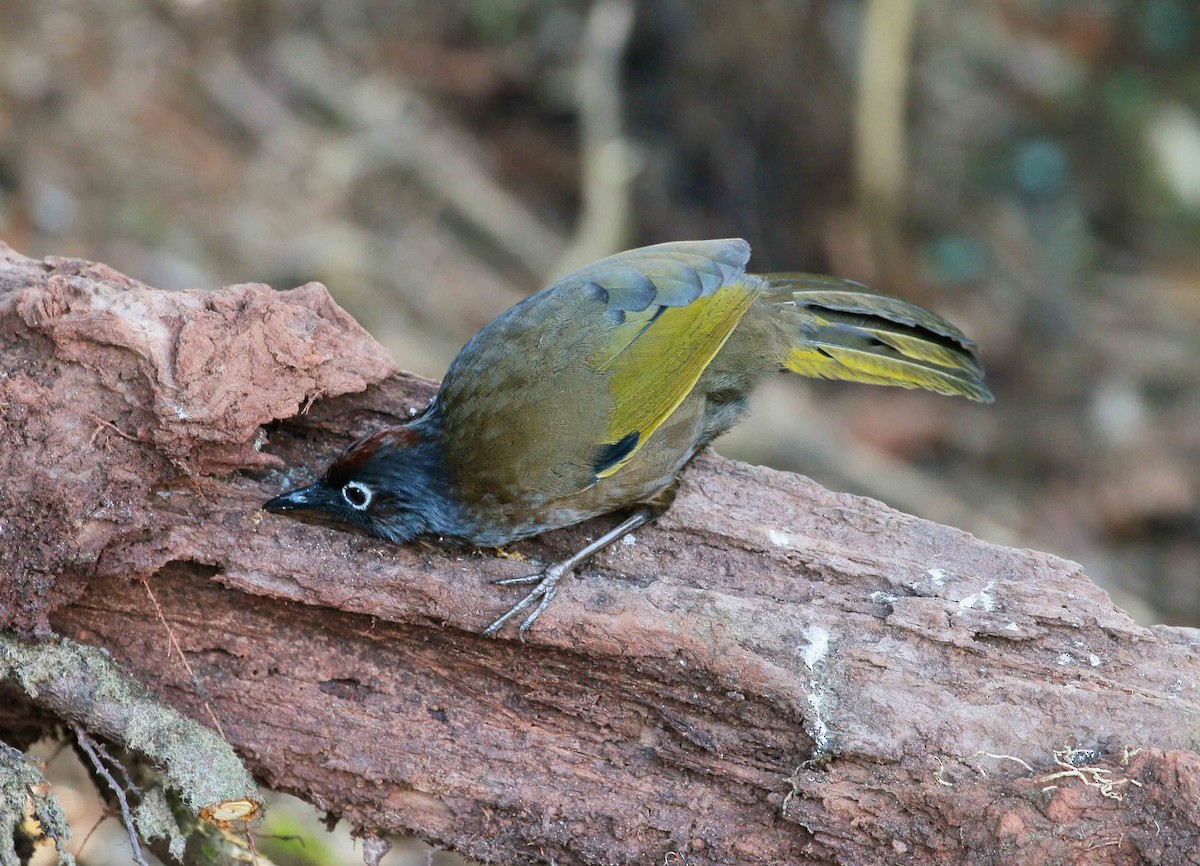 Malayan Laughingthrush - ML26849421