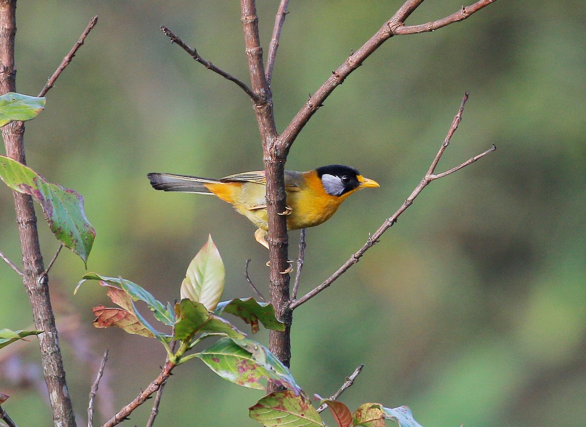 Silver-eared Mesia - ML26849431