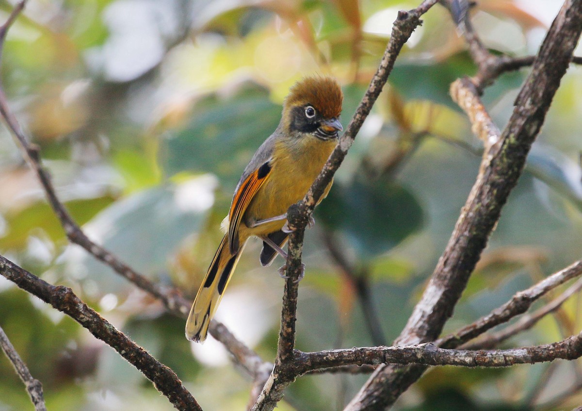 Chestnut-tailed Minla - Neoh Hor Kee