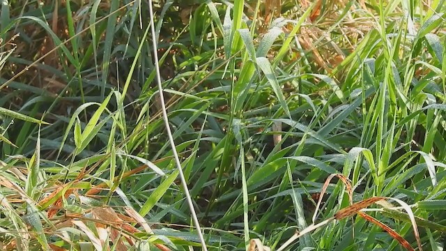 Sedge Wren - ML268495501