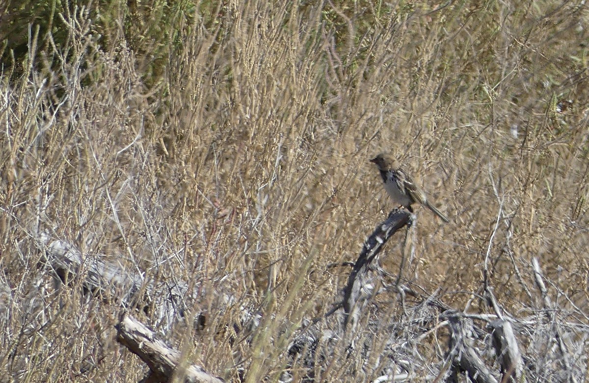 Harris's Sparrow - ML268495721