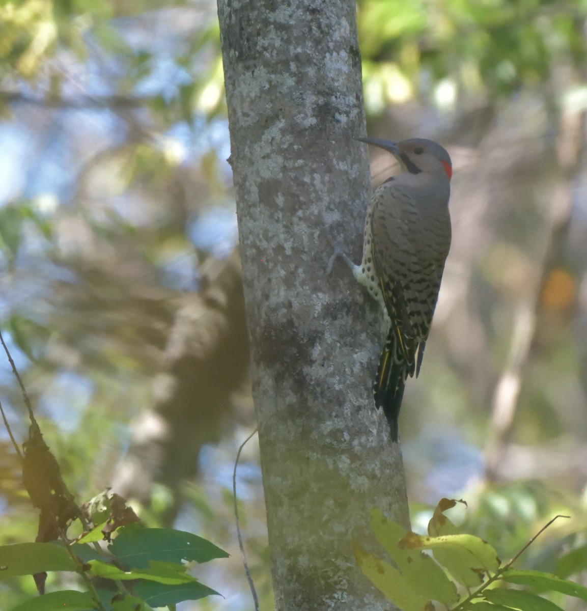 Northern Flicker - ML268498631